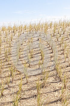 Beachgrass protecting dune photo