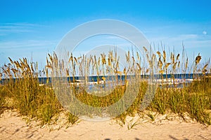 Beachgrass and sand dune in St. Augustine