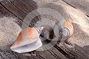 Beachlife with seasnails on weathered wood