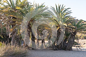 Beachlife - Vai Palm Beach, Crete, Greece photo