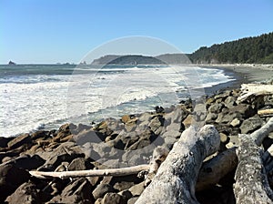 Beachscape with driftwood at Rialto