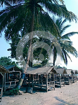 beachside coconut trees