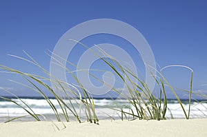 Beachside Grass