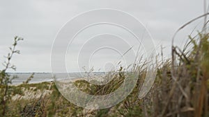 Beachside seascape framed by tall grass and  beach background