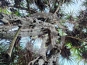 a beachside tree that is beautiful and charming with the beauty around it filled with trees and in front of it directly facing the