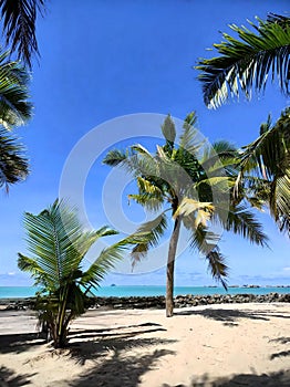 Rows of coconut trees on the beach