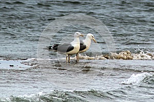 Beachside Watchers: Yellow-legged Gull Birds Gliding Above the Shore photo