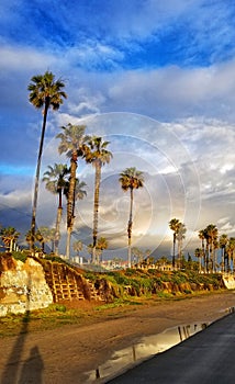 Beachwalk lined with palm trees