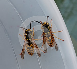 Bead buddy conversation hanging out on my cup yellow jacket