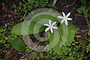 Bead Lily Flowers in the Forest Understory