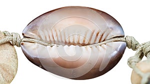 Bead from natural cowry mollusk shell on thread