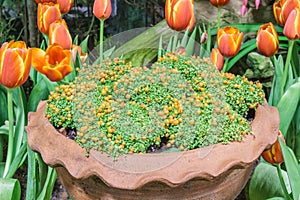 Bead plant in pot