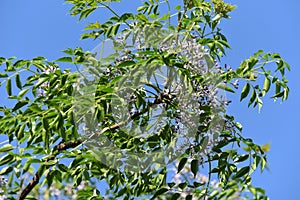 Bead tree flowers