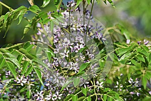 Bead tree flowers