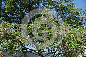 Bead tree flowers