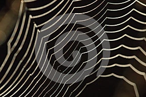 Beaded cobweb photo