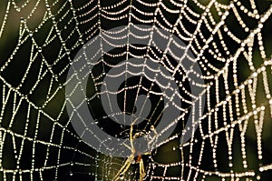 Beaded cobweb photo