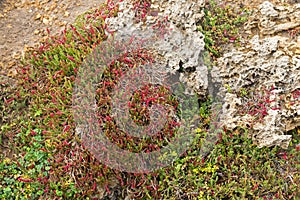 Beaded Glasswort, salt marsh plant, growing on coastal sea cliff