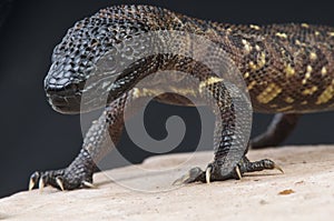 Beaded lizard / Heloderma horridum