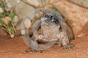 Beaded Lizard, heloderma horridum, a Venomous Specy photo
