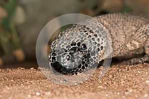 BEADED LIZARD heloderma horridum, A VENOMOUS SPECY, ADULT photo