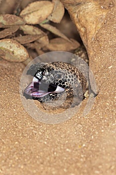 BEADED LIZARD heloderma horridum, A VENOMOUS SPECY, ADULT WITH OPEN MOUTH