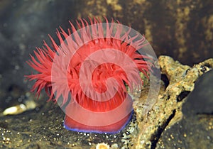 Beadlet Anemone - Actinia equina