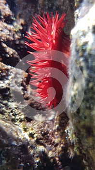 Beadlet anemone caught underwater photo