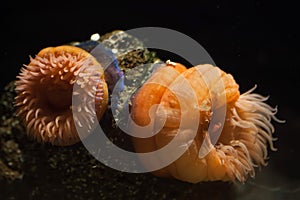 Beadlet anemone (Actinia equine).