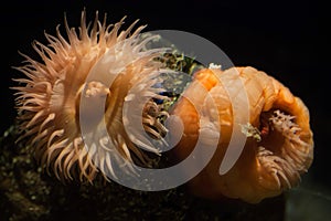 Beadlet anemone (Actinia equine).