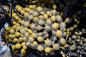 Beads of the brown seaweed, Neptunes Necklace photo