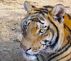 Beady tigers eyes