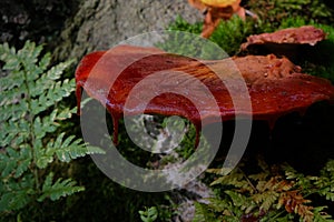 Beafsteak fungus mushroom growing on a tree bark close up