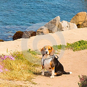 Beagle