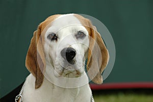 Beagle