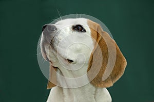 Beagle