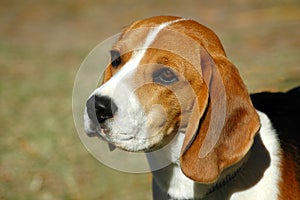 Beagle