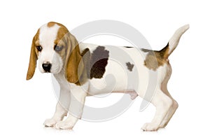 Beagle