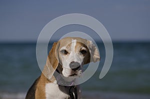 Beagle