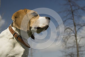 Beagle