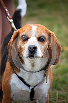 Beagle