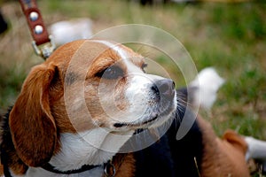 Beagle