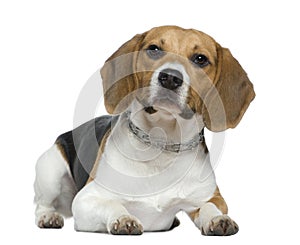 Beagle, 9 months old, lying