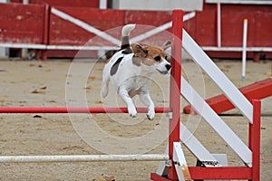 Beagle in agility