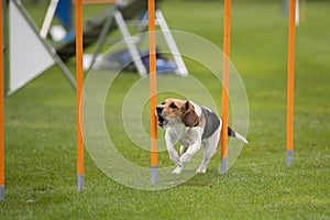 Beagle in agility