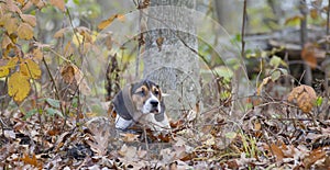 Beagle Basset Puppy Laying in Leaves