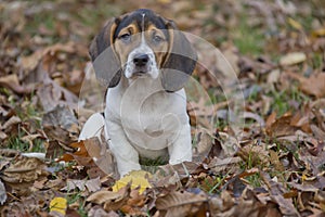 Beagle Basset Puppy in Leaves