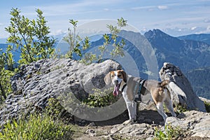 Beagle on the Bodenschneid summit