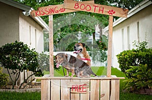 Beagle and Boxer dogs in a kissing booth