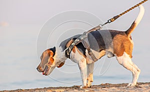 The beagle or bracchetto is a breed of medium-sized hunting dogs of English origin, originally used mostly to hunt animals such